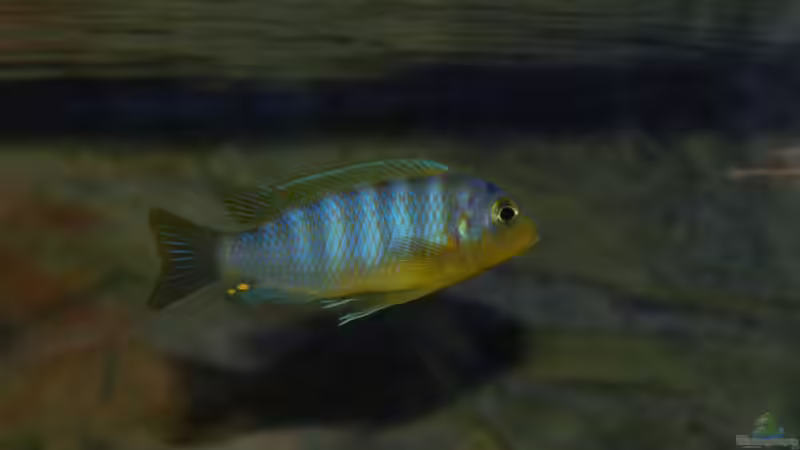 Aurora Bock von Calimero (28)