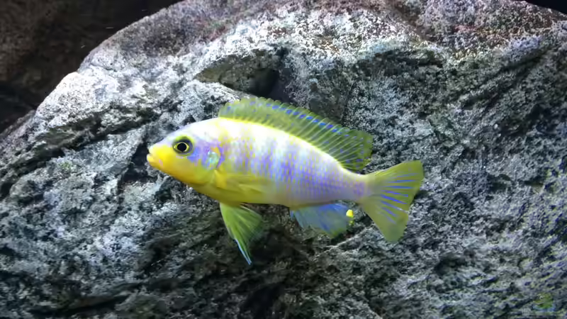 Aurora Bock von TheToxicAvenger (50)