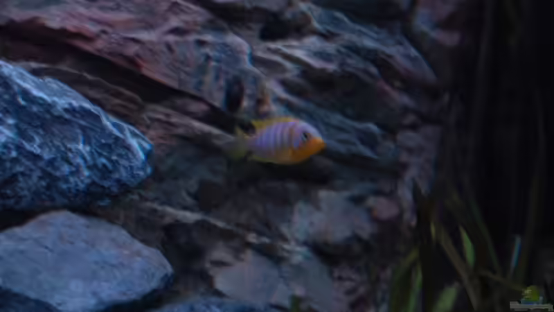 Aurora-Männchen von Calimero (10)