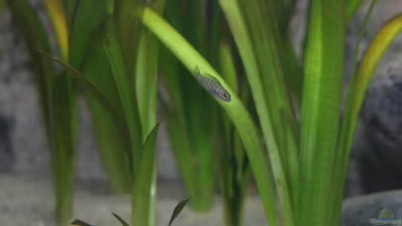 Aurora nachwuchs von Zerta (34)