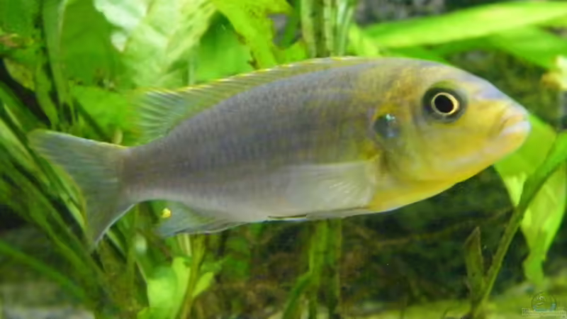 Aurora von Zerta (6)