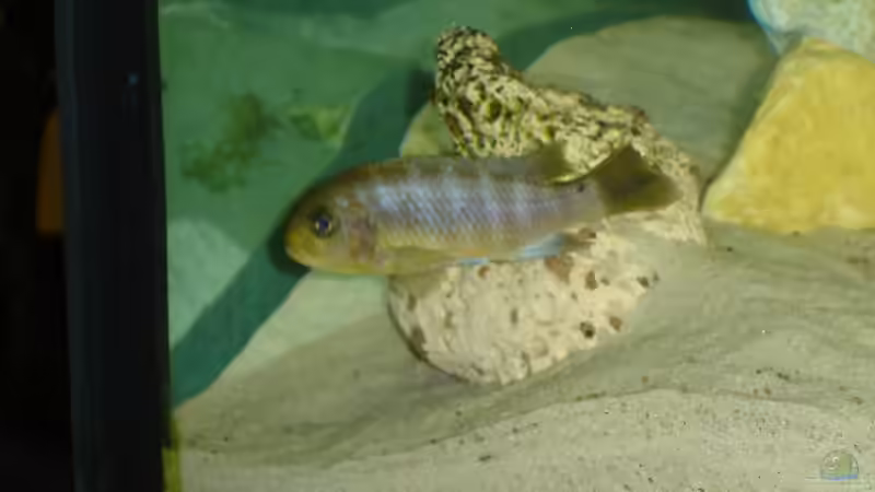 Aurora Weibchen von Christian Grundler (12)