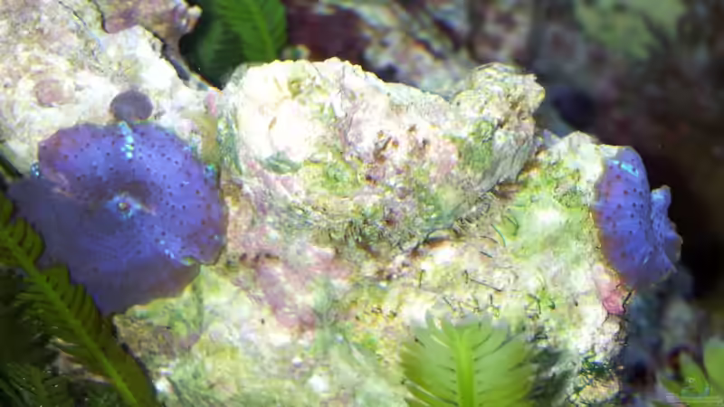 Aus 2 werden 3 von Peter Tippmar (33)