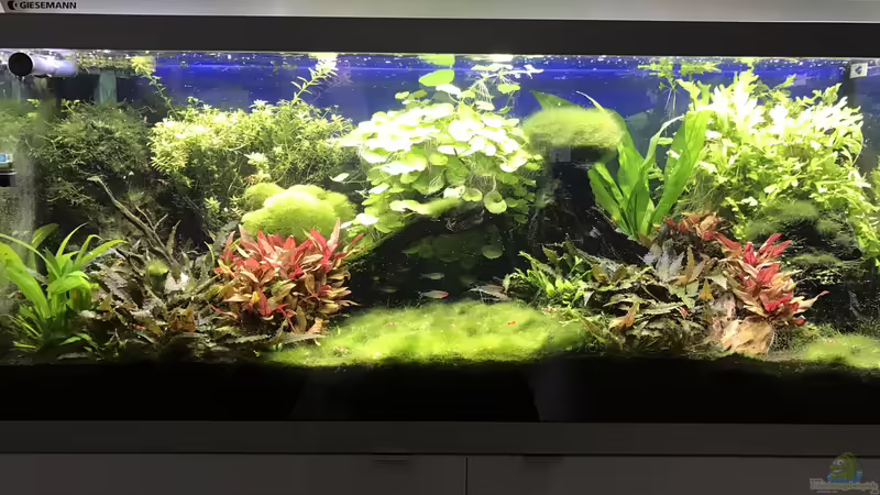 aus Berlin von Ron Berlin (1)