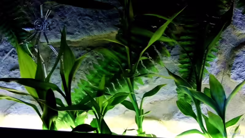 Aus dem Becken wachsender Bambus von snooze (12)