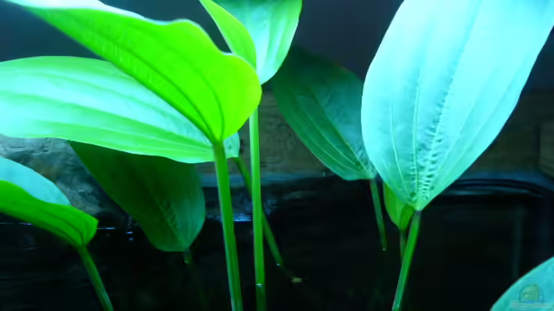 aus dem wasser von Oliver Gursky (7)