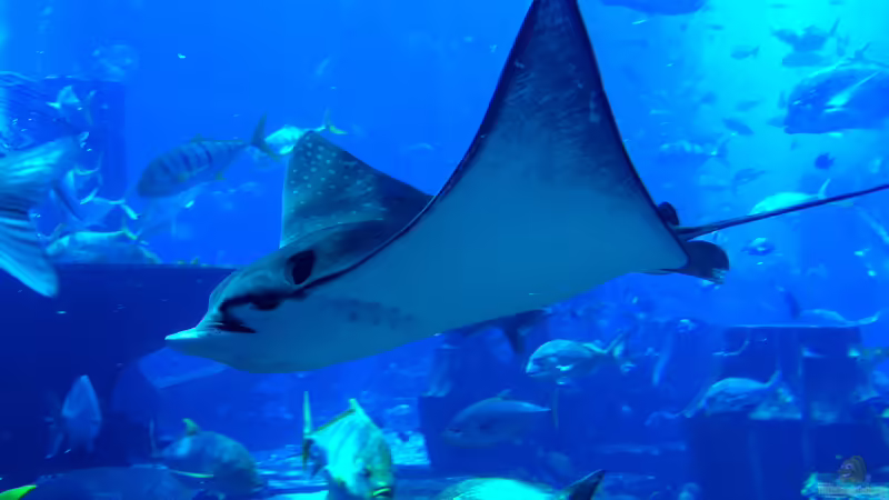 Aus den Aquarien der Welt , Fakten und Eindrücke über das Ambassador Lagoon & Dubai Aquarium (VAE, UAE)