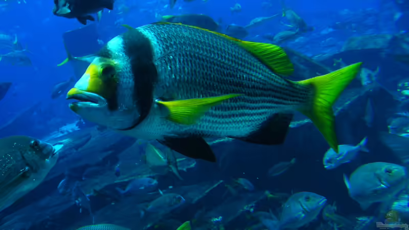 Aus den Aquarien der Welt , Fakten und Eindrücke über das Ambassador Lagoon & Dubai Aquarium (VAE, UAE)