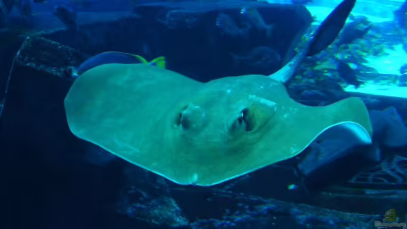 Aus den Aquarien der Welt , Fakten und Eindrücke über das Ambassador Lagoon & Dubai Aquarium (VAE, UAE)