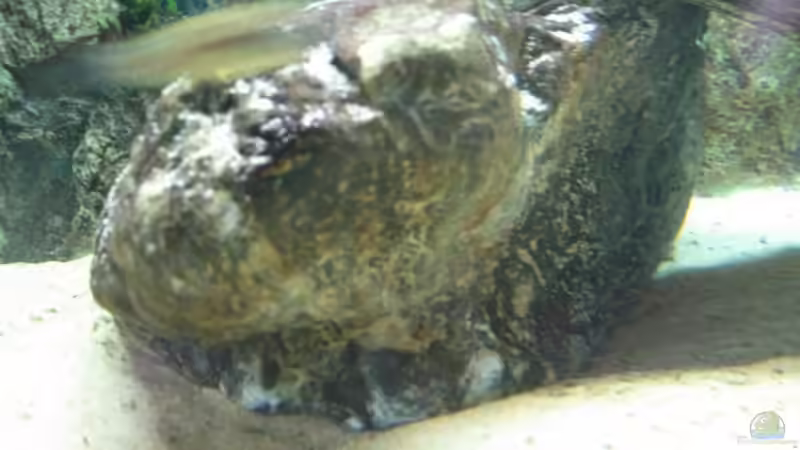 Aus den Radstädter Tauern von Ferdinand Aichinger (14)