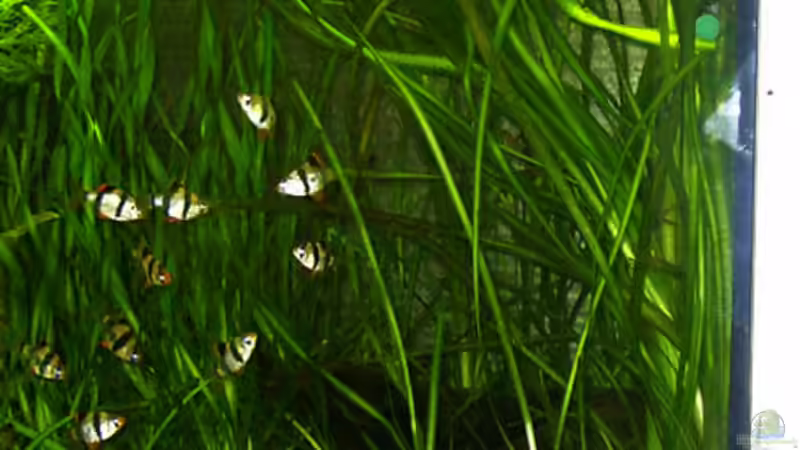 aus den Vallisneria spiralis sind dann doch Vallisneria gigantea geworden :-( von André Thiel (8)