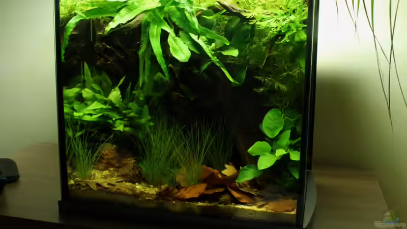 aus einem anderen Blickwinkel von die Perle... (3)