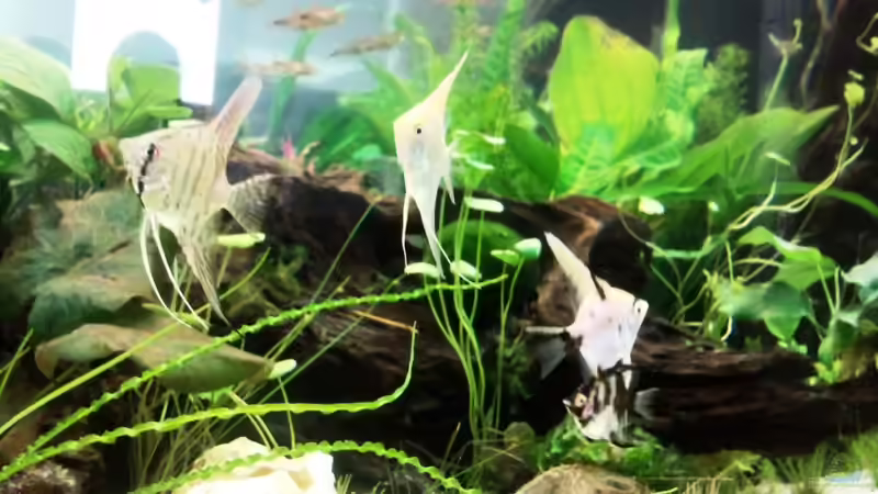 Aus einer Grppe von 8 Jungtieren... von Bassley (20)