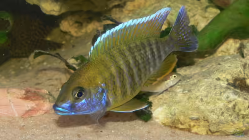 Aus Klein wird Groß.... von Christian Klar (41)