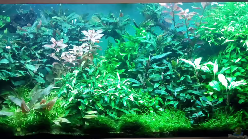 Aus Rio-World ist Bucen-World geworden von Volkmar1 (3)