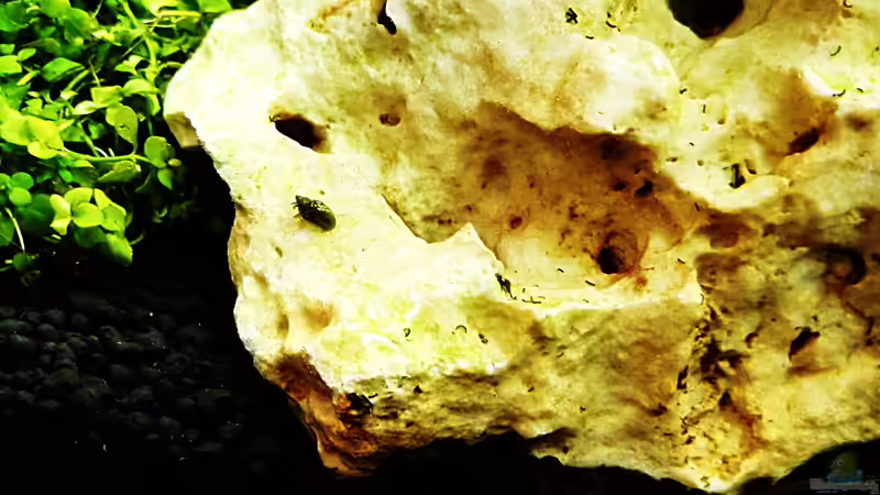 Aus Topfpflanzenware gekommene Schnecken mit mittlerweile Nachwuchs von Sarah_Schneider (25)