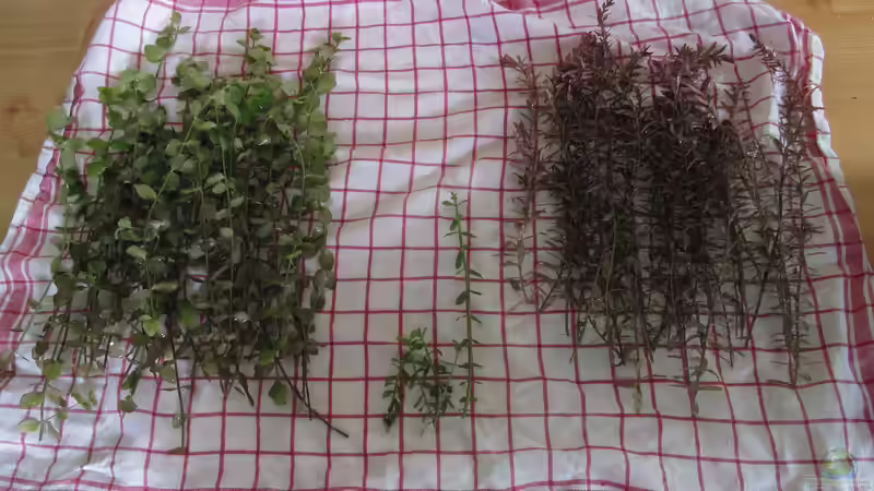 Ausbeute vom Pflanzenrückschnitt (22.04.2017) von Tigerlotus (49)