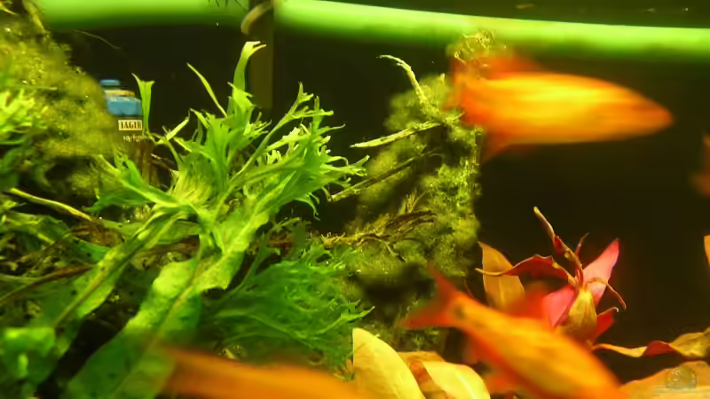 Ausbreitung der Mooskugel nach ca. 8 Wochen von Stinnes (12)