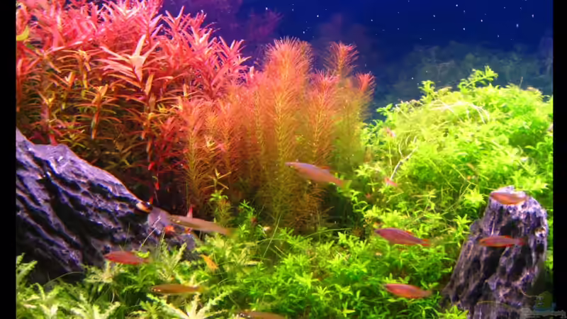 Auschnitt linkes Drittel Febr. 10- mit blauer Rückwandfolie von Mel&Marc (9)