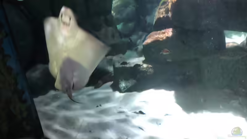 Ausflug zum Sea Life nach München Teil 1/2