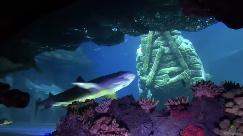 Ausflug zum Sea Life nach München Teil 1/2