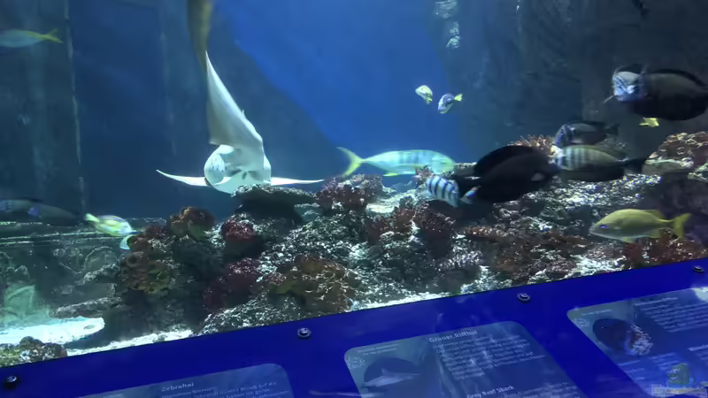 Ausflug zum Sea Life nach München Teil 2/2