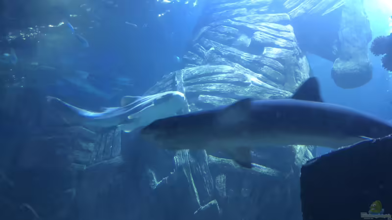 Ausflug zum Sea Life nach München Teil 2/2