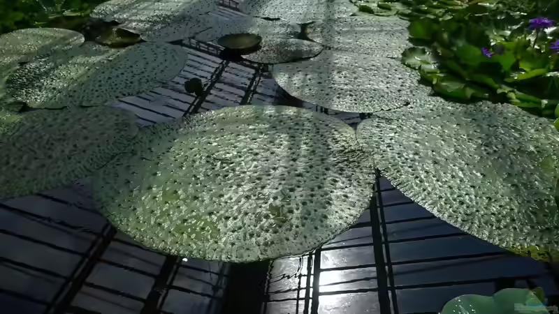 Ausflugstipp: Der Botanische Garten München-Nymphenburg