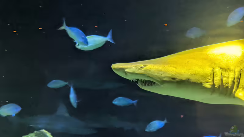Ausflugsziel für Aquarianer: Das New York Aquarium