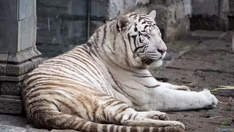 Ausflugsziel Pairi Daiza - Europas bester Zoo