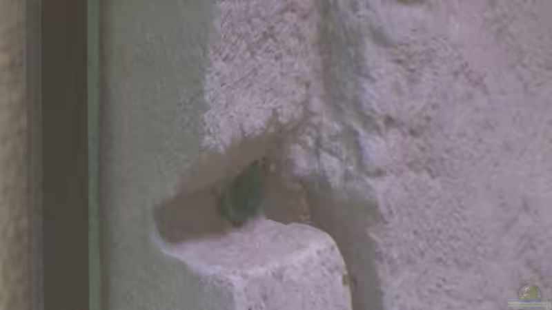 Ausgang Strömungspumpe von Steve Röhning (11)