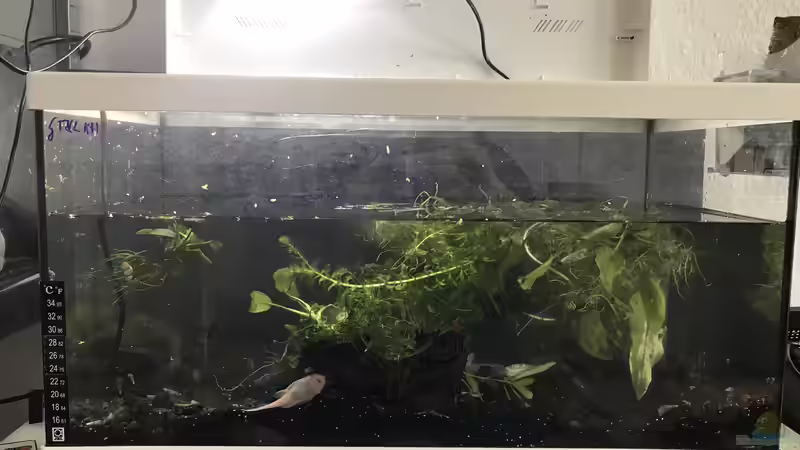 Ausgangszustand.... lief seit April so nach dem Umzug von Günnis Medaka Refugium (2)