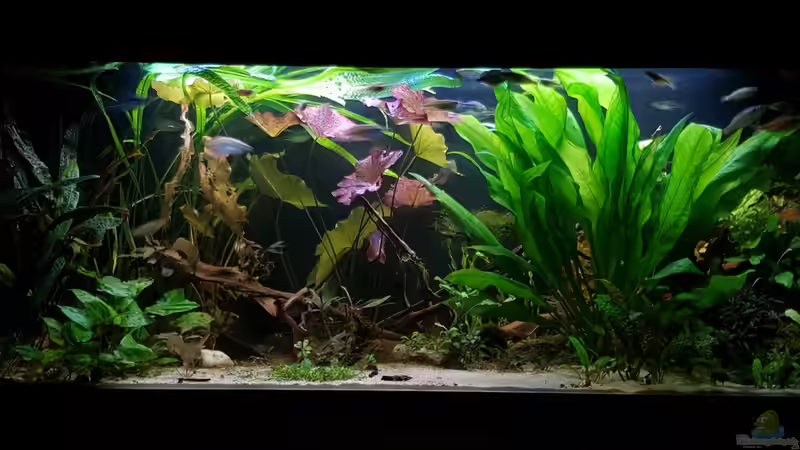 Ausgelichtet 17.11.17 (Die Amazonas hat mal kräftig angeschoben)  von River Creator (11)