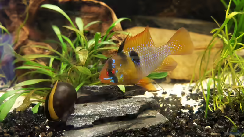 ausgewachsen :) von painless Tdb-music (23)