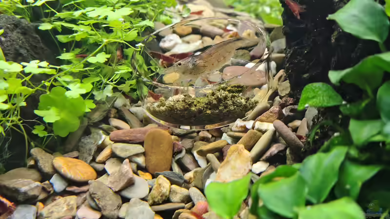 ausgewachsene Amanogarnelen am 21.12.2025 von C-NA (61)