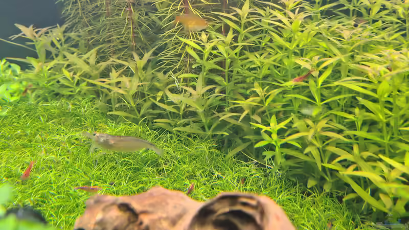 ausgewachsene Amanogarnelen am 21.12.2025 von C-NA (63)