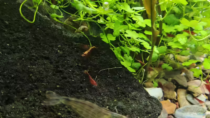 ausgewachsene Amanogarnelen am 21.12.2025 von C-NA (64)