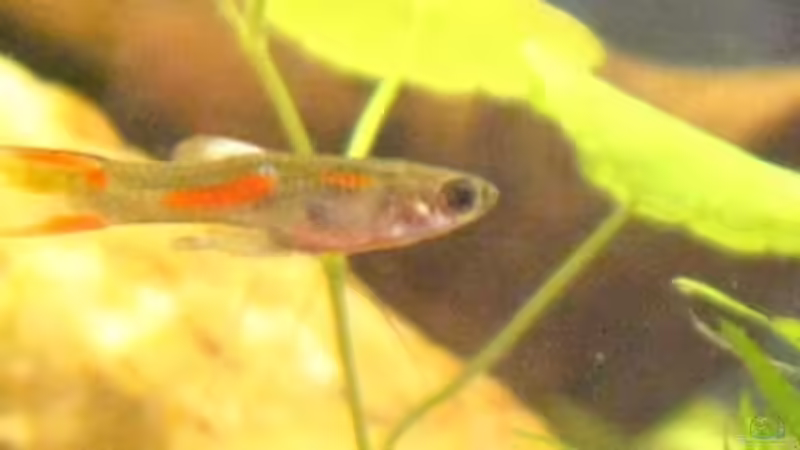 Ausgewachsenes Endler Guppy Männchen von DanBri (11)