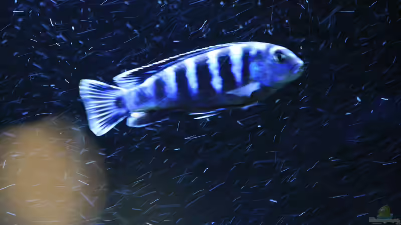 Ausgewachsenes M von aquariumwelt (19)