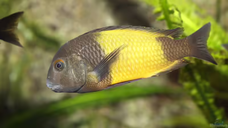 ausgewachsenes Männchen, 09/2015 von NicoD (69)