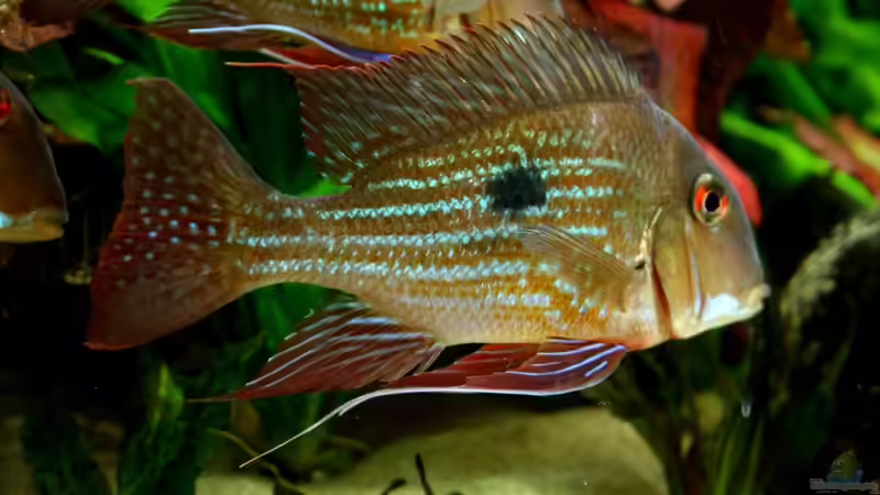 ausgewachsenes Männchen von Geophagus spec. Araguaia von Minzi (35)