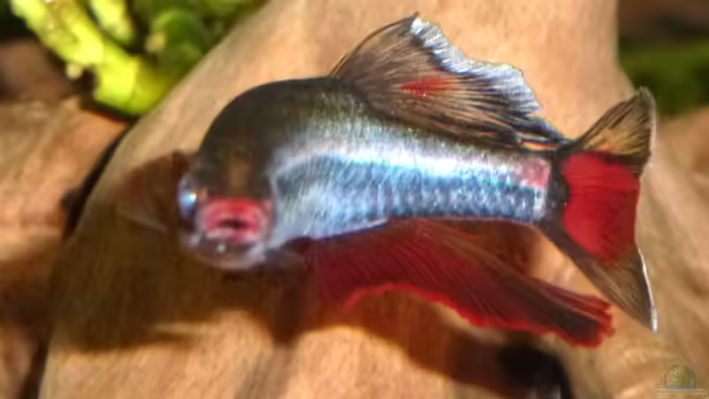 ausgewachsenes Männchen von Summse (19)