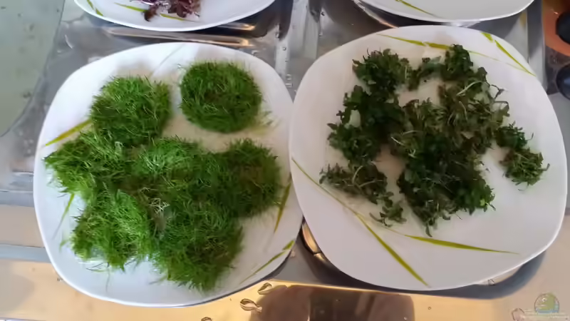 Ausgewaschen von Kai-Uwe M (11)