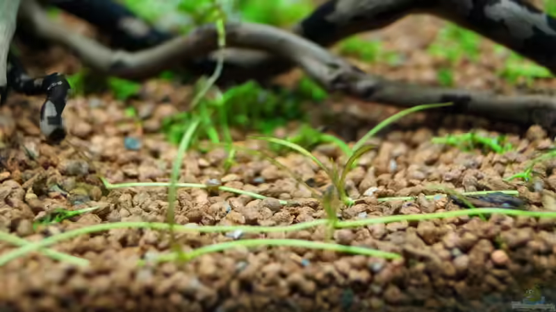 Ausläufer - Grasartige Zwergamazonas von Guido Seifert (17)