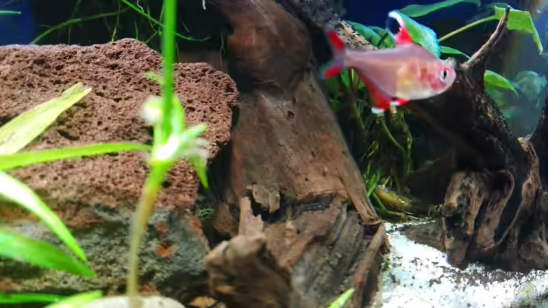 Ausläufer der großen Mangrovenwurzel von David Schneider Aquaristik (21)