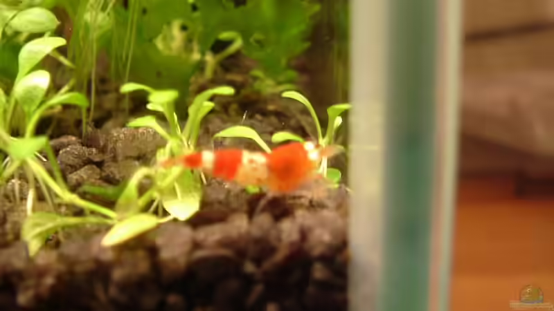 Ausläufer des Glossostigma elastinoides von Timo Wünsche (16)