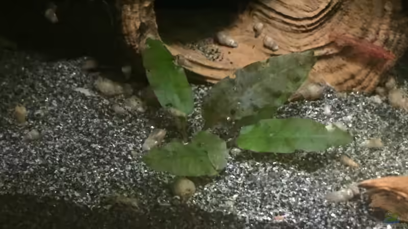 Ausläufer von Cryptocoryne wendtii von Danny (19)