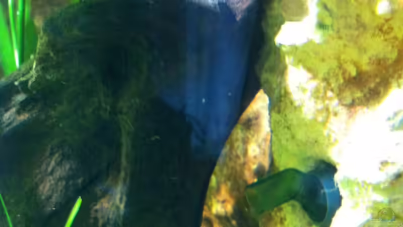 Auslasser Hauptstrom rechts von maxarl (28)