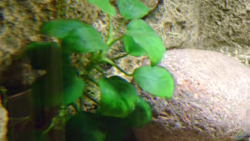Auslauf Aussenfilter oberhalb von Anubias von Markus Bovermann (10)