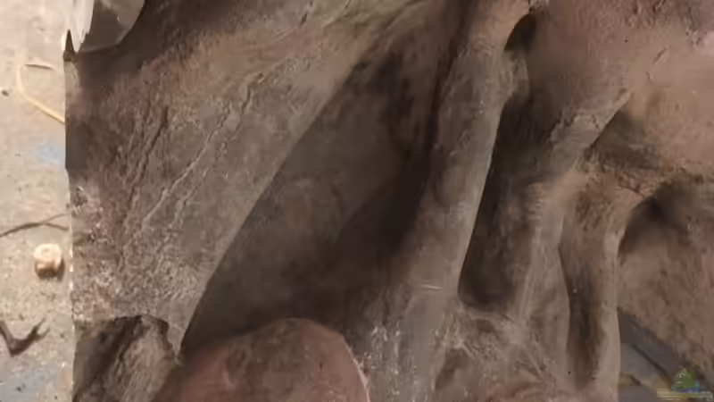 Auslauf der Klarkammer unten Durch Biofilter , oben regulierbar Pumpenleistung von Hedylein (9)